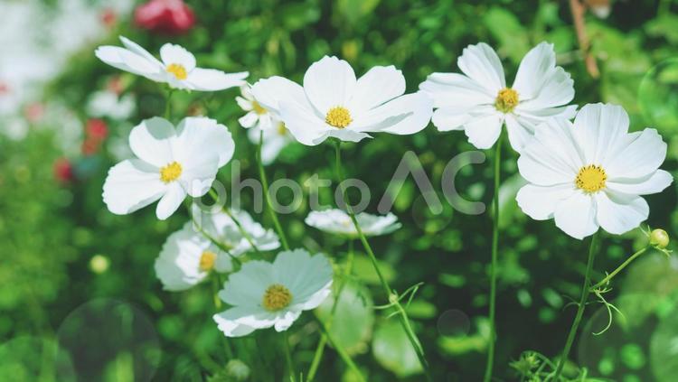 秋の日差しに輝く白いコスモス コスモス,秋桜,秋の写真素材