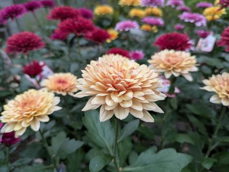 菊の花ですの写真