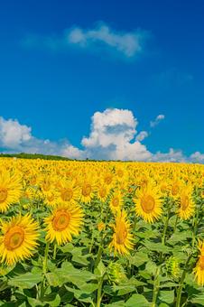 北海道 北竜町ひまわりの里 北海道 北竜町ひまわりの里 北海道,日本,北竜の写真素材