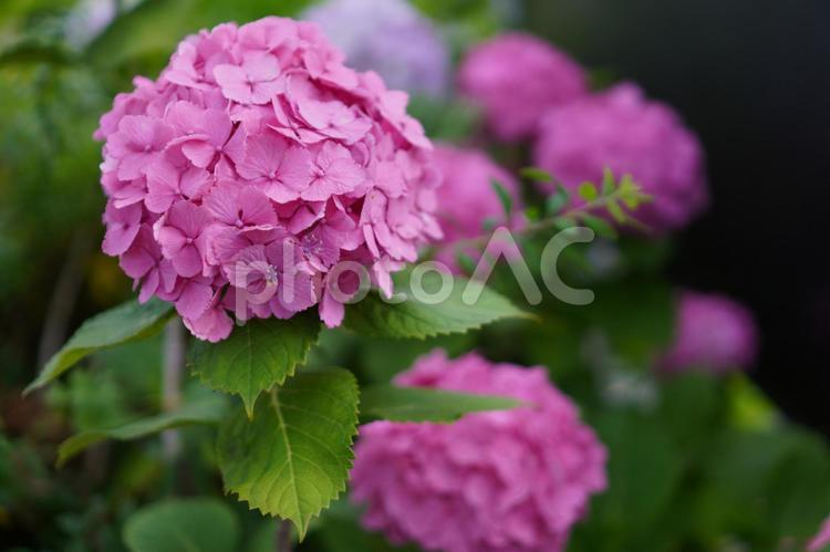紫陽花 風物詩,あかむらさき,赤紫の写真素材