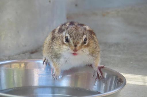 Photo, chipmunk, a squirrel, striped squirrels, 