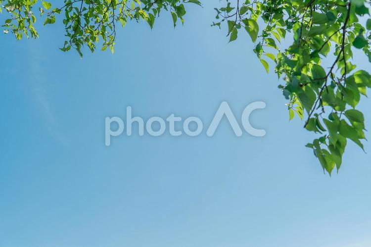 青空と新緑のイメージ 青空,空,新緑の写真素材