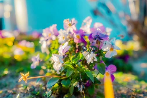 【熊本】熊本市の街並み 花 【熊本】熊本市の街並み 花の写真