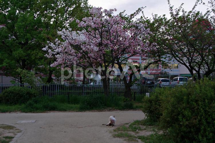 八重桜と公園猫のたそがれ ヤエザクラ,八重桜,猫の写真素材