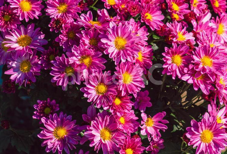 あかぼり小菊の里　小菊４９ 花,小菊,キク科の写真素材