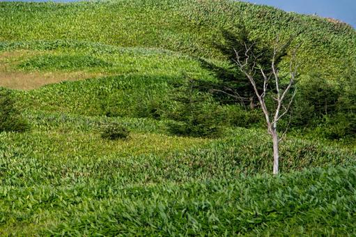 静かな丘にたたずむ孤独な木 静かな丘にたたずむ孤独な木 丘,樹木,緑の丘の写真素材