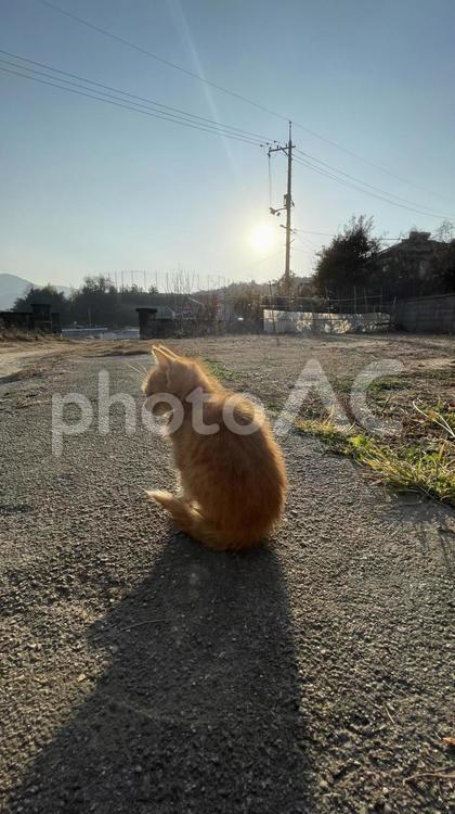子猫の背中と伸びる影 ネコ,猫,子猫の写真素材
