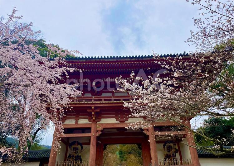 京都の春、仁王門を彩る桜 醍醐寺,仁王門,門の写真素材