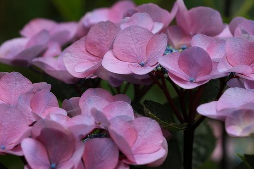 ガクアジサイ ガクアジサイ,アジサイ,花の写真素材