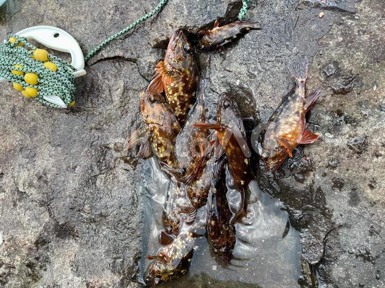 釣り大好き！カサゴを釣ったぞ！ 伊豆,釣り,カサゴの写真素材