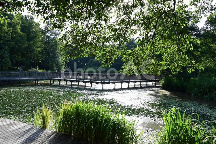 緑と光に包まれた静かな水辺の散歩道 水辺,湖,池の写真素材