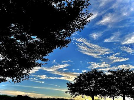 夕暮れ樹影と彩雲の青空 青空,雲,彩雲の写真素材