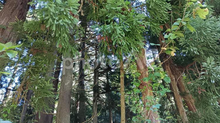 そびえたつ木々の下を歩く 木,木漏れ日,自然風景の写真素材
