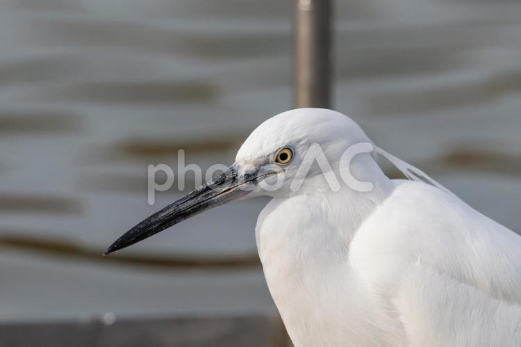 近距離で捉えたコサギの表情 コサギ,鳥,水辺の写真素材