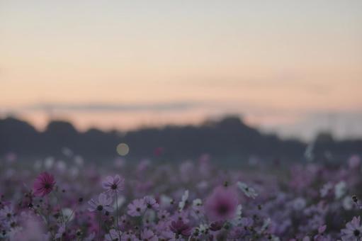 朝焼けのコスモス畑 朝焼けのコスモス畑の写真