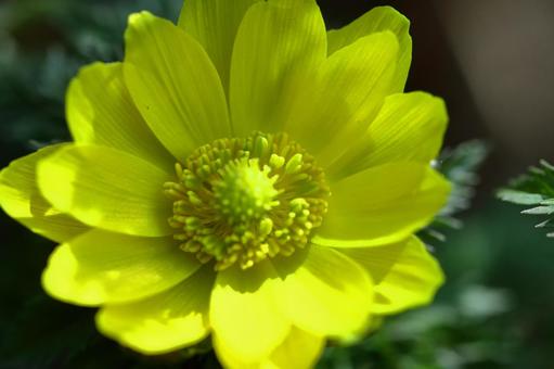 Flowers that bring happiness Flowers that bring happiness