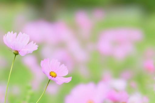 パステル調の優しい色合いピンクのコスモス パステル調の優しい色合いピンクのコスモス コスモスの花,二輪,アップの写真素材