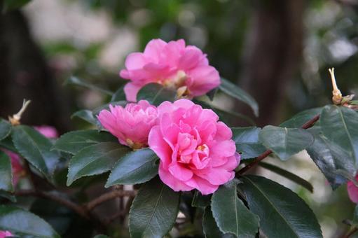 ツバキ・椿　咲く風景 ツバキ,花木,風景の写真素材