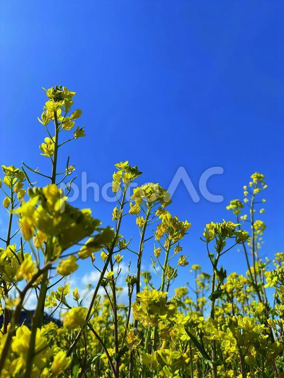 春の訪れを感じる菜の花 菜の花,菜の花畑,黄色い花の写真素材