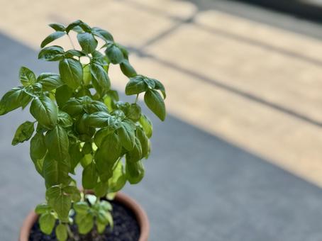 ベランダに置かれた鉢植えのバジル ベランダに置かれた鉢植えのバジル バジル,鉢植え,ベランダの写真素材