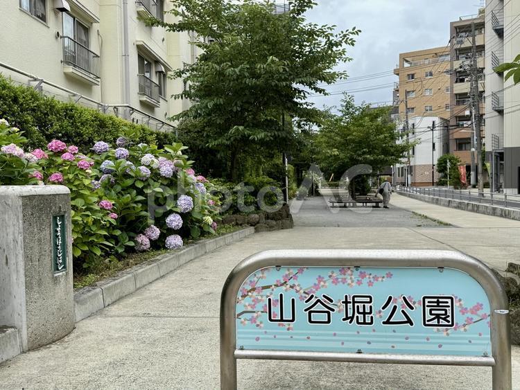6月の山谷堀公園 アジサイ,紫陽花,夢かわいいの写真素材