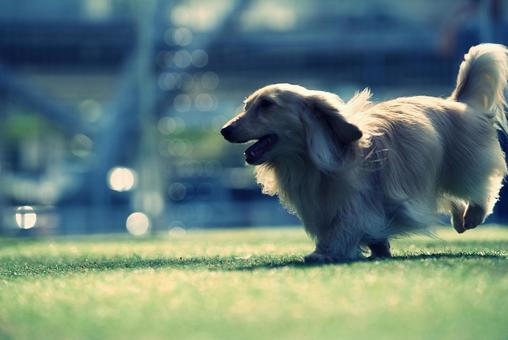 走るカニンヘンダックス 走るカニンヘンダックス 犬,カニンヘンダックス,ダックスフンドの写真素材