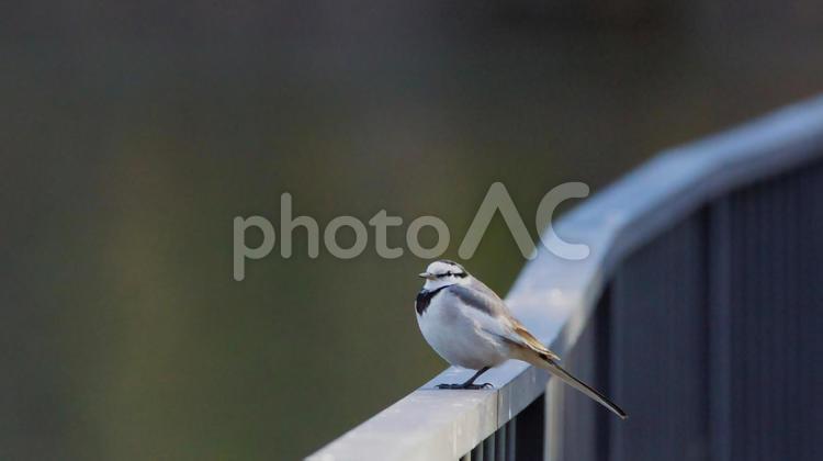 柵の上のハクセキレイ 野鳥,小鳥,ハクセキレイの写真素材