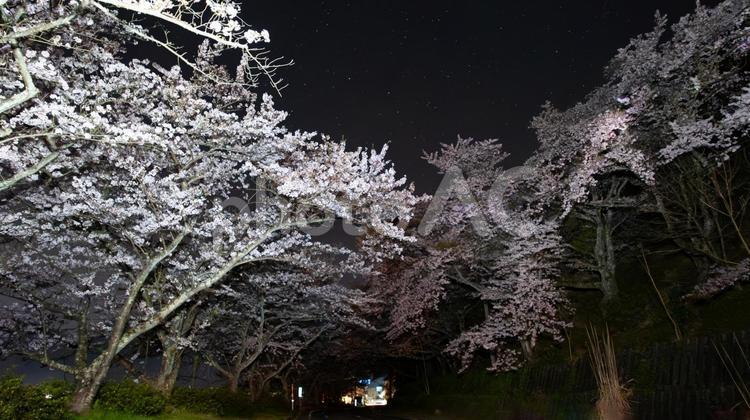 桜影の宵、光に包まれる道 夜桜,トンネル,満開の写真素材