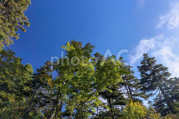 木々の緑と青空が美しい、秋晴れの森 秋,日本,japanの写真素材