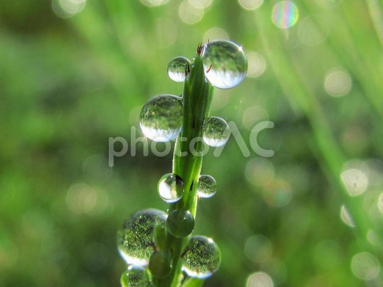 水滴と緑の葉と朝日（Water drops） 水滴,すいてき,しずくの写真素材