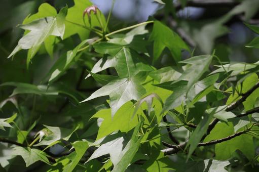 モミジバフウ モミジバフウ,葉,若葉の写真素材