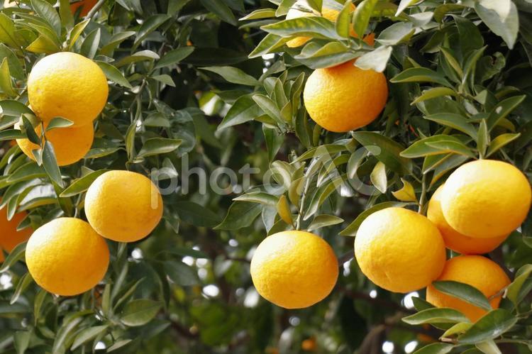 夏みかん 果物,夏みかん,みかん畑の写真素材