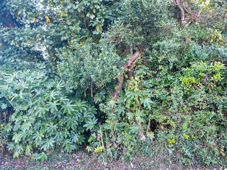 茂み 茂み,雑木林,繁茂の写真素材