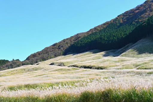 箱根仙石原のススキ草原 ススキ草原,すすき,仙石原の写真素材
