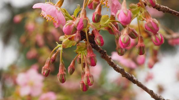 河津桜 河津桜の写真