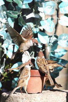 すずめ餌場群れの写真