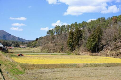 菜の花 菜の花の写真