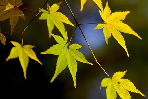もみじの葉の写真