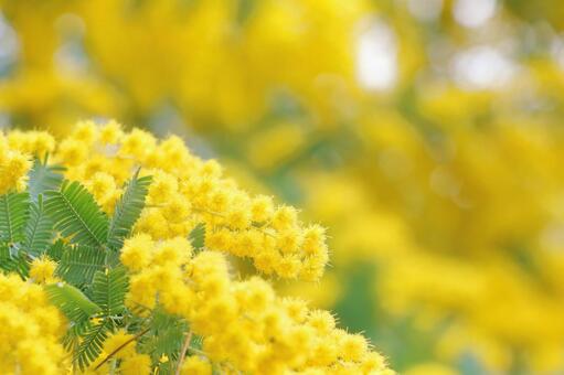 Mimosa spring flowers, JPG