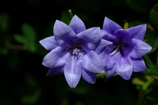 Photo, campanulaceae, flower, bellflower family, 