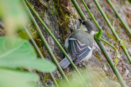シジュウカラの若鳥⑾ シジュウカラの若鳥⑾の写真