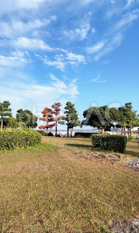 ２本だけ赤い松の木 松,赤,赤松の写真素材