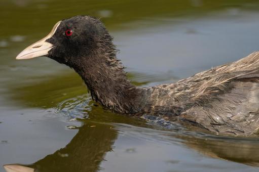 池を泳ぐオオバン 池を泳ぐオオバン オオバン,バン,野鳥の写真素材