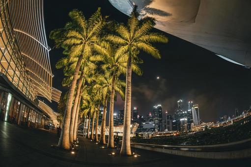 シンガポール夜景とヤシの木並木 シンガポール夜景とヤシの木並木 シンガポール,夜景,ヤシの木の写真素材