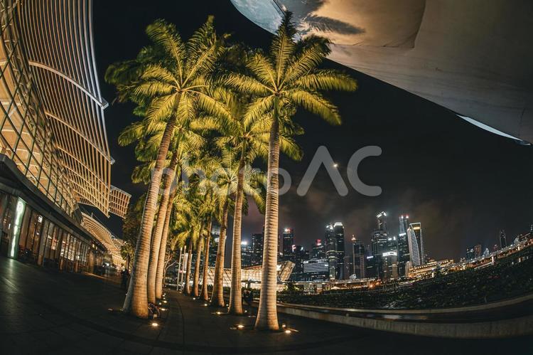 シンガポール夜景とヤシの木並木 シンガポール,夜景,ヤシの木の写真素材