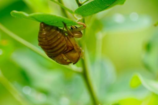 セミの抜け殻⑶ 夏,セミ,抜け殻の写真素材