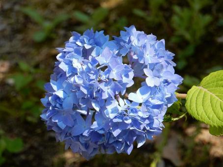 【花の写真】紫陽花の花 【花の写真】紫陽花の花 紫陽花,アジサイ,あじさいの写真素材
