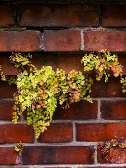 小さな生命力 壁面,背景,風景の写真素材
