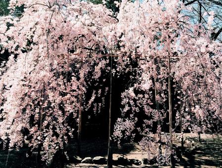 枝垂れ桜 枝垂れ桜 桜,サクラ,しだれの写真素材