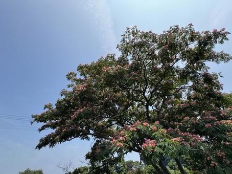 Early summer alder tree, JPG Early summer alder tree, JPG